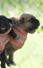 Cane Corso tata