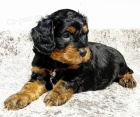 Prodám štěňata Cavapoo.