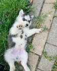 Sibiřský husky Fenku