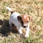 Prodám štěňata jack russell teriéra.
