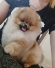Prodám štěňata pomeraniana.