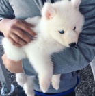 Prodám štěňata Pomskies (kříženec sibiřský husky a pomeranian)