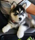 Prodm tata Pomskies (kenec sibisk husky a pomeranian)