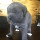 Prodám štěňata italského Cane Corso