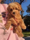 Prodám štěňata Cavapoo.