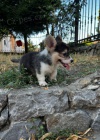 Velšský Corgi Pembroke štěňata