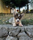 Velšský Corgi Pembroke štěňata