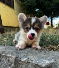 Velšský Corgi Pembroke štěňata