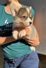 Velšský Corgi Pembroke štěňata