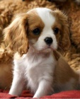 Prodám mini očkovaná štěňata Cavalier King Charles Spaniel.