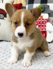 krásná a andělská štěňata Pembroke Welsh Corgi na prodej.