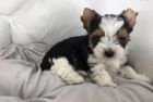 Prodám zdravá štěňata MINI BIEWER YORKIE.