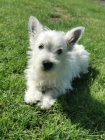 Prodám štěňata West Highland White Terriers