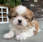 Prodám štěňata SHIH TZU
