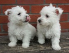 Prodm mini mini tata West Highland White Terriers