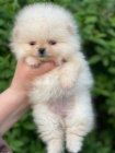 Prodám štěňata pomeraniana.
