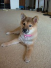 Prodám štěňata shiba inu