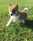 štěňata shiba inu