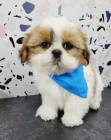 krásná štěňátka shih tzu