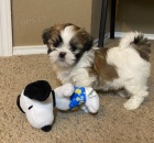 krásná štěňátka shih tzu