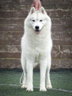 sibiřský husky samec na prodej