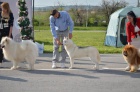 sibiřský husky samec na prodej