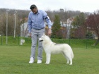 sibiřský husky samec na prodej