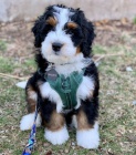 Prodám štěňata Bernedoodle.