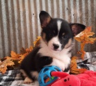 corgi, pembroke welsh štěňata