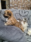 Prodám roztomilá a zdravá štěňata havanese.