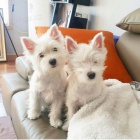 Prodám mini mini štěňata West Highland White Terriers
