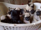 K dispozici jsou Pug štěňata
