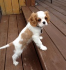 Prodám mini očkovaná štěňata Cavalier King Charles Spaniel.