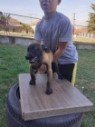 Belgický ovčák malinois