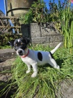 Prodám štěňata jack russell teriéra.