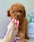 mini štěňata toy pudl k adopci.