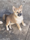 Shiba Inu štěňata