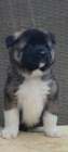Americká Akita štěňata