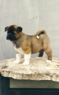Americká Akita štěňata