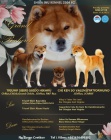 Shiba Inu štěňata