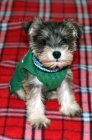 Prodám štěňata Mini Schnoodle
