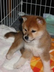 Prodám štěňata shiba inu