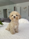 Prodm tata Maltipoo.