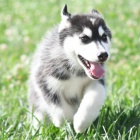 Sibiřský husky štěňata Fenka