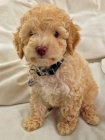 tata Mini Schnoodle k adopci.