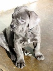 Prodám zdravá očkovaná štěňata italského Cane Corso