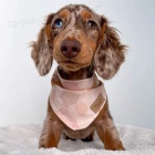 Dlouhosrst� �t��ata miniaturn�ho jezev��ka