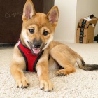 Prodám japonská štěňata shiba inu