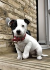 Prodám štěňata jack russell teriéra.