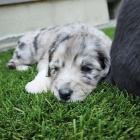 Prodm tata AUSSIEDOODLE.